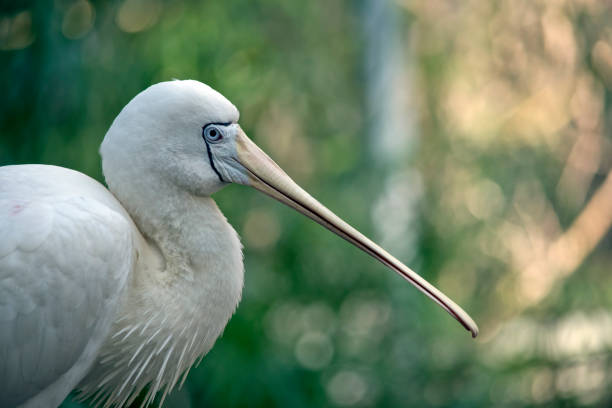 istock this is a side view of a yellow spoonbill 1370411706