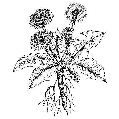 dandelion flowers illustration