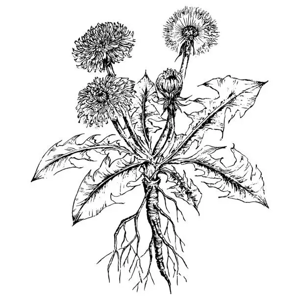 Vector illustration of dandelion flowers illustration