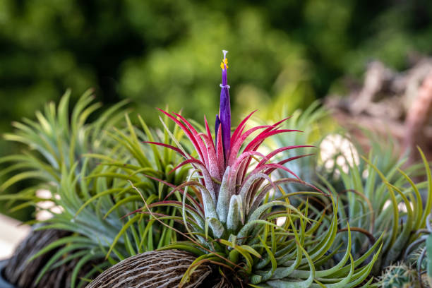 istock Tillandsia ionantha. The flowers 1370415884