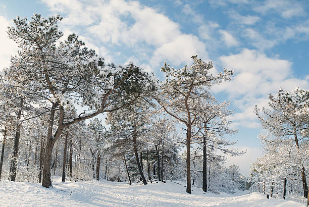 waldweg im winter - schoorl stock-fotos und bilder