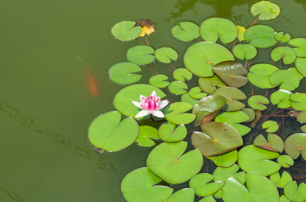 istock water lily with a goldfish in pond 1370416937