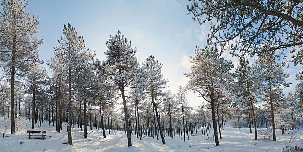 bosque de invierno - schoorl fotografías e imágenes de stock