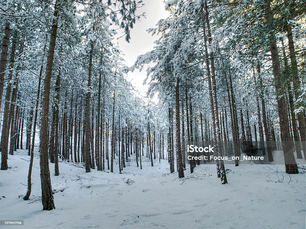 Winter forest in HDR. Barren Stock Photo