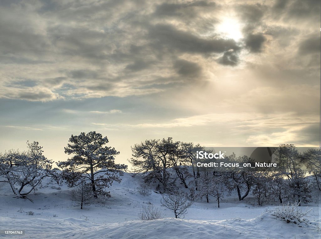 Зимний лес в HDR. - Стоковые фото Снег роялти-фри