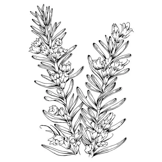 Vector illustration of rosemary illustration in engraved style