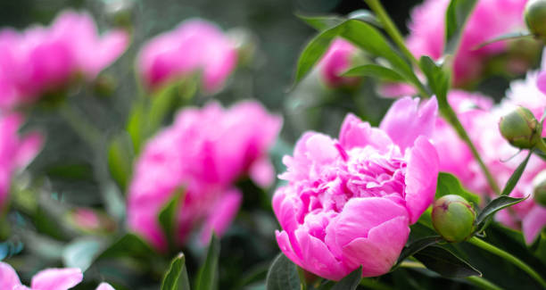 Pink peonies in the garden. Closeup of beautiful pink Peonie flower. Pink peonies in the garden. Blooming pink peony. Closeup of beautiful pink Peonie flower. pink flowering dogwood stock pictures, royalty-free photos & images