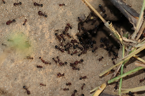 Close-up photo of A group of big ants walk outside the anthill