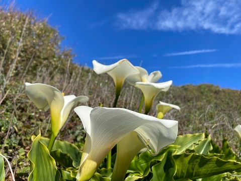 Slim lilies on the hillside
