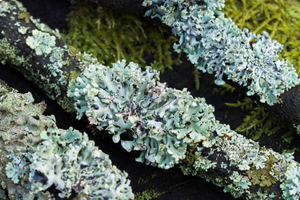 istock Hypogymnia physodes (monk's-hood lichen) lichen on tree branch  closeup selective focus 1370426331