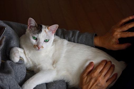 Happy young white cat on her owner's chest with copy space.