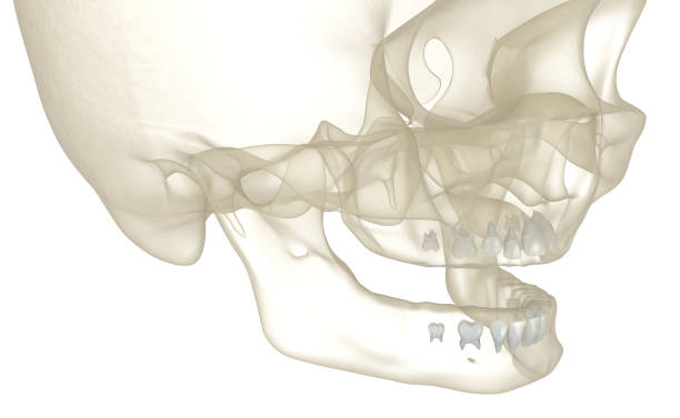 istock Baby primary tooth germs. Medically accurate dental 3D illustration 1370426567