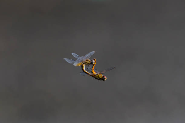 istock Red dragonfly to connect 1370428880
