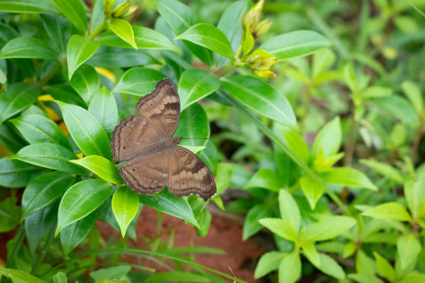 Insect