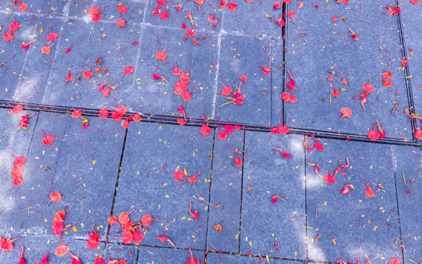 istock A fall red flower petals on cement pavement 1370429971