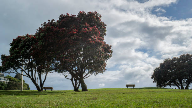 pohutukawa-bäume stehen in voller blüte am milford beach, auckland. neuseeländischer weihnachtsbaum. - pohutukawa tree christmas new zealand beach stock-fotos und bilder