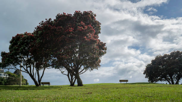 gli alberi di pohutukawa sono in piena fioritura a milford beach, auckland. albero di natale della nuova zelanda. - pohutukawa tree christmas new zealand beach foto e immagini stock