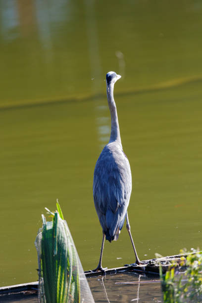istock Gray heron near to the water 1370430645