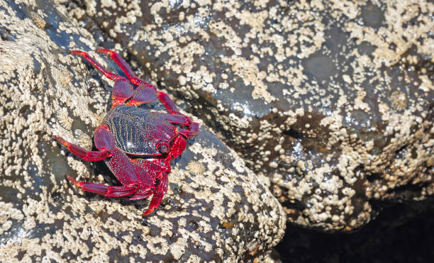 istock Moorish Crab or Red Crab (Grapsus adscensionis) on Lanzarote island 1370432539