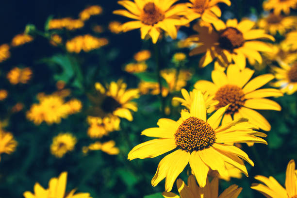 Vibrant yellow summer flowers