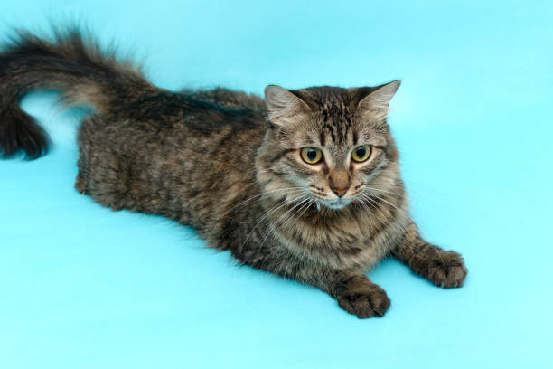 istock Cat portrait on blue background. Isolated pet. 1370435820