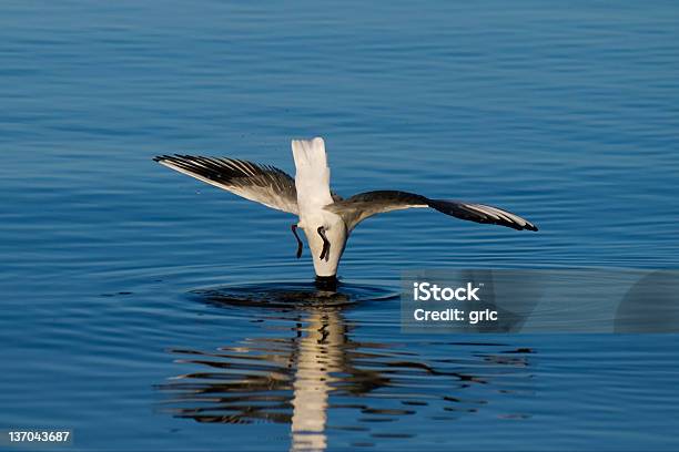 鳥 - カモメ科のストックフォトや画像を多数ご用意 - カモメ科, ビジネス, ヘルスケアと医療