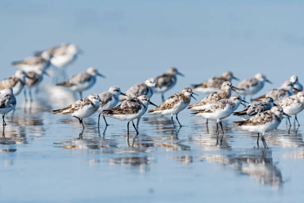 Sanderling Sanderling scolopacidae stock pictures, royalty-free photos & images
