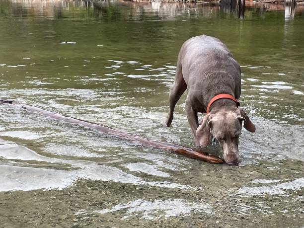 istock Dog swimming in a beautiful lake. 1370438124