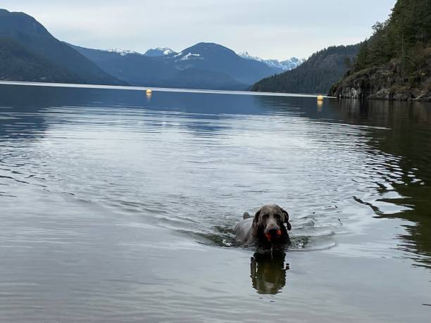 istock Dog swimming in a beautiful lake. 1370438161