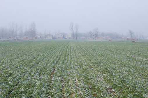 Wheat field covered with snow in spring season.