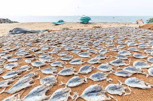Negombo, Sri Lanka - February 4, 2020: The traditional way of drying fish at the beach in Negombo,