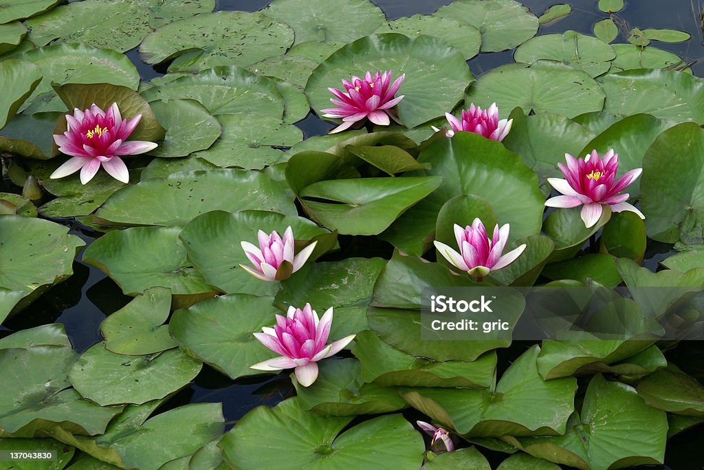 waterlily - Foto stock royalty-free di A mezz'aria