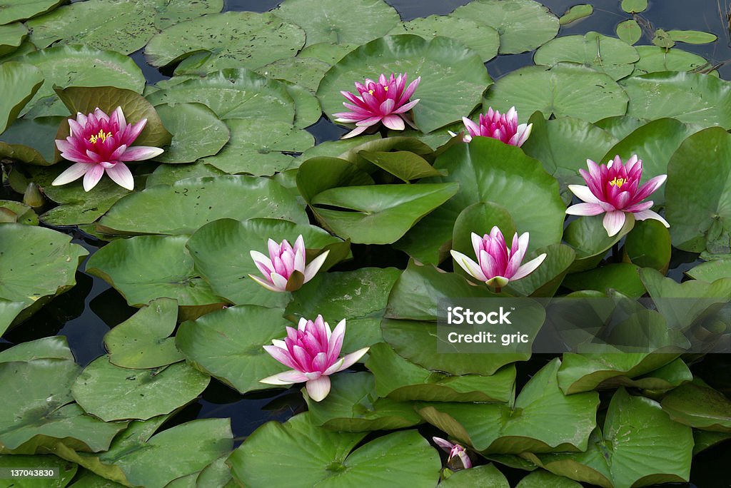 waterlily - Zbiór zdjęć royalty-free (Czerwony)