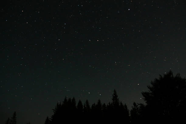 istock Night sky full of start with silhouette tree in the forest 1370438361