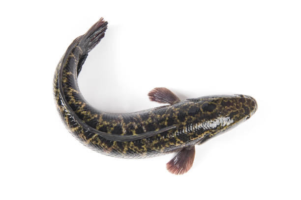 The fish Channa micropeltes swims in the sea. Underwater photography, diving.