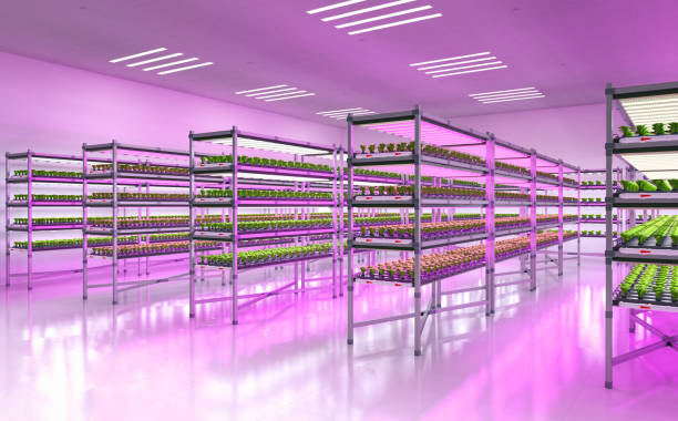 indoor farm system raised plants on shelves growth with led light stock photo