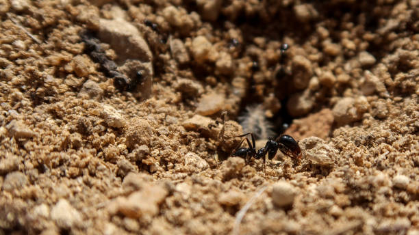 istock Close up of ant in Spain 1370439451