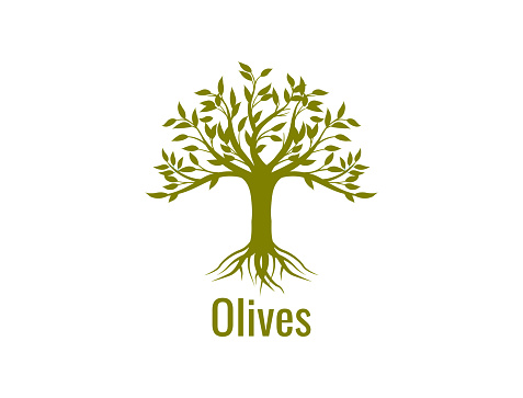 olive tree design vector illustration