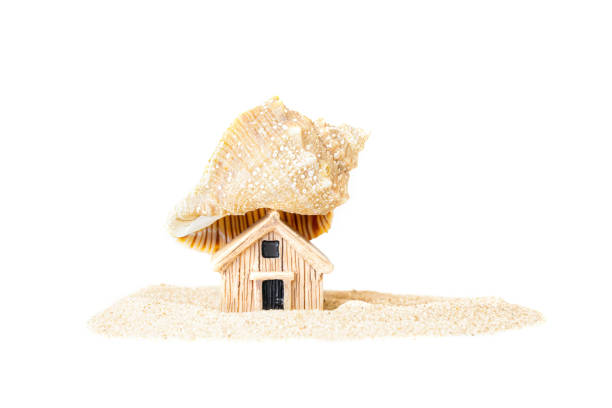 Summer beach seashell scene for background or wallpaper