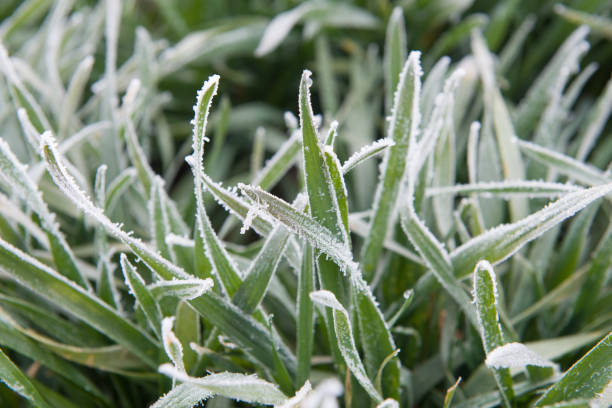 istock frost on green wheat close up. Nature background. 1370441773
