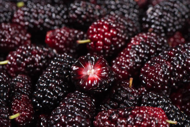 close up of ripe mulberries fruit texture background