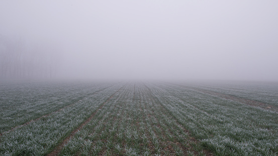 Agricultural field of winter wheat under the frost and fog. The green rows of young wheat on the field.