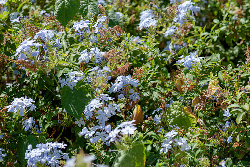 Jasmine flower.