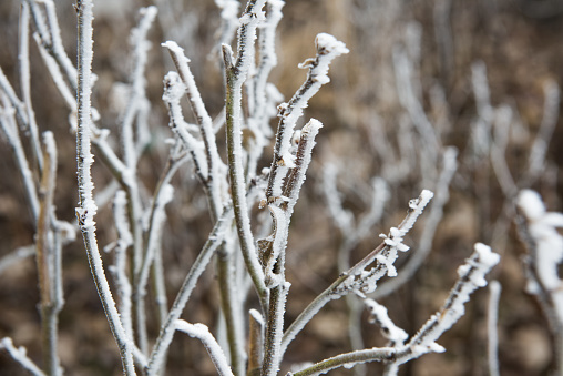 frozen branches plant covered with frost in winter