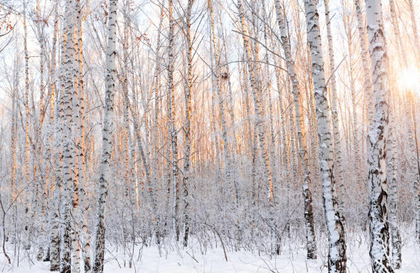 istock Winter colorful landscape. Birch forest at sunset. 1370442843