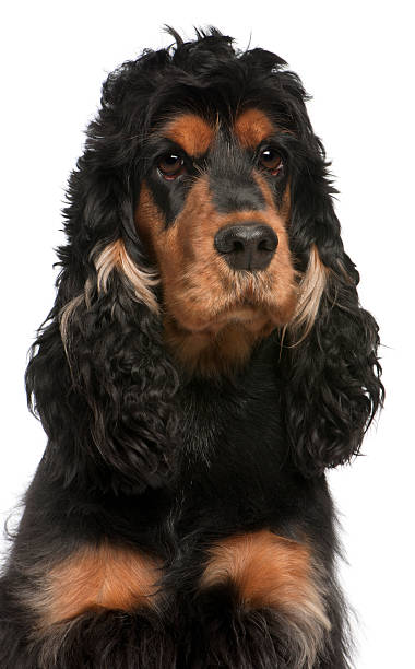 istock Close-up of English Cocker Spaniel, 2 years old 137044287