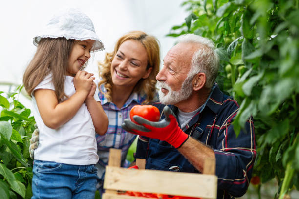 温室ビジネスで家族と一緒に働く幸せな先輩男性。人々のオーガニック食品の概念。 - grandparent gardening child grandchild ストックフォトと画像