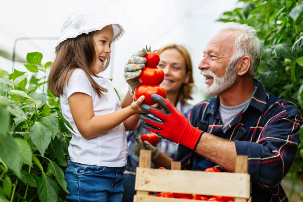 glückliche familie, die im bio-gewächshaus arbeitet. älterer mann und kind, die biopflanzen im bauerngarten anbauen. - senior adult gardening freshness recreational pursuit stock-fotos und bilder