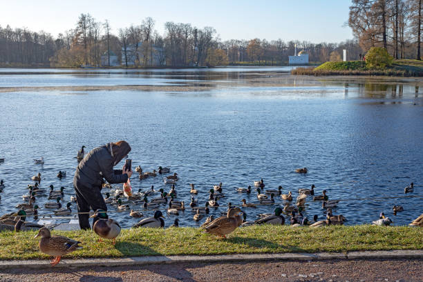 Woman take pictures of the duck. Pushkin. St Petersburg. Russia Tsarskoye Selo, Saint-Petersburg, Russia – November 10, 2020: Woman feed birds and take pictures on the bank of The Great Pond. The Catherine Park in The State Museum-Preserve Tsarskoye Selo pushkin st petersburg stock pictures, royalty-free photos & images