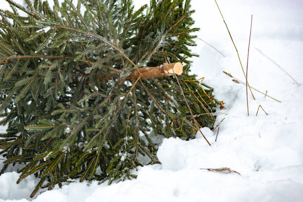 istock Destroyed christmas tree before holidays in winter snow 1370443993
